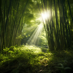 Sunlight filtering through the dense foliage of a bamboo forest