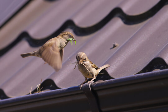 A pair of sparrows builds their house under the roof of a human dwelling, carrying building materials in their beaks...