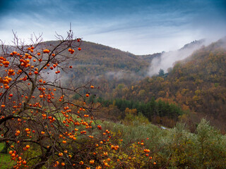 Italia, Toscana, Firenze, il paese di Londa, la campagna di Londa con nebbia in un giorno d'autunno.