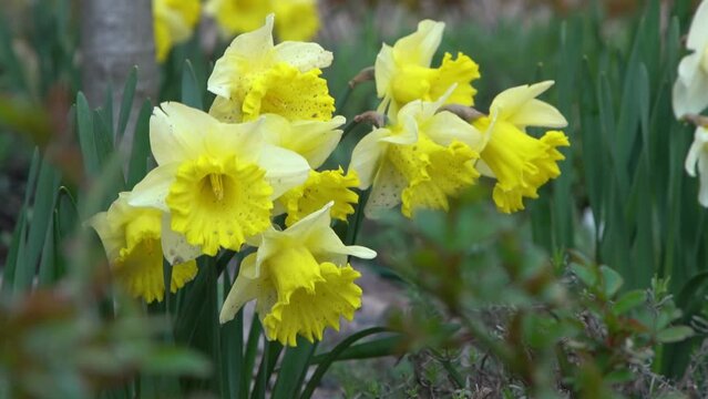 Yellow flowers daffodils on a flower bed in the garden. The blooming narcissus flower sways in the wind. Gardening in spring.