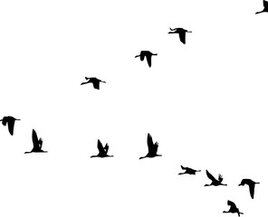 Vector silhouette of Birds of Freedom   on white background
