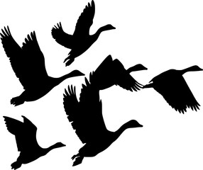 Vector silhouette of Birds of Freedom   on white background
