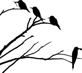 Vector silhouette of Birds of Freedom   on white background

