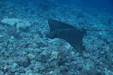 Eagle Ray - Adlerrochen - Stingray