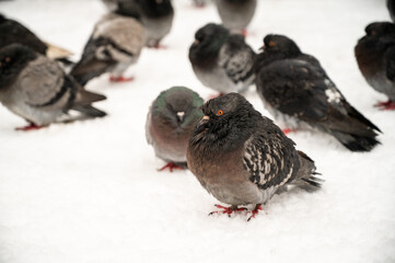 pigeons on the snow, 