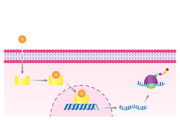 Steroid hormones mechanism of action. Steroids Bind to an intracellular receptor. Hormone-receptor complex activate gene transcription in the nucleus, followed by protein synthesis. Vector diagram