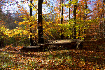 Large tree trunk in the forest