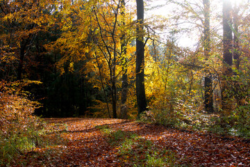 Obraz premium On the way into the forest in sunshine