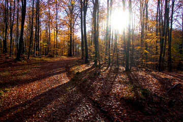 Sun of the forest i November autumn