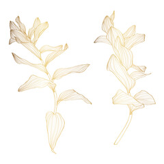 Solomon's seal (Polygonatum multiflorum), medicinal plant, golden line. Hand drawn botanical illustration. - obrazy, fototapety, plakaty