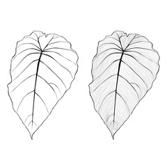 Tropical line philodendron leaves set. Golden line art texture from palm leaves, Jungle leaves.