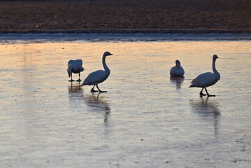 The arrival of swans, Utsunomiya, Tochigi