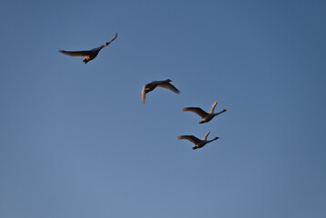 The arrival of swans, Utsunomiya, Tochigi