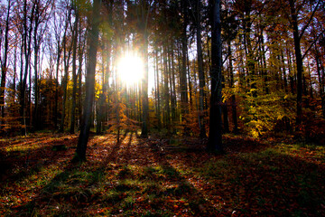 Obraz premium The sun makes the forest beautiful in November