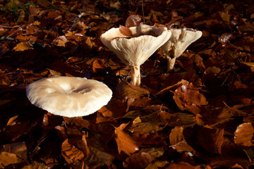 Three mushrooms in the fallen leaves in the forest
