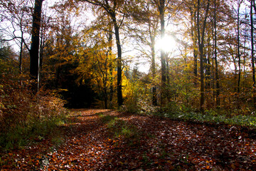 Obraz premium Trees cast shadows on the forest path