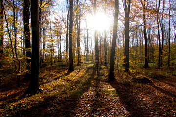 Trees in the sun in the lovely forest