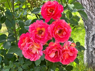 Beautful rose bush pink red flowers