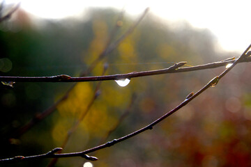 Water drop on branch  in the forest