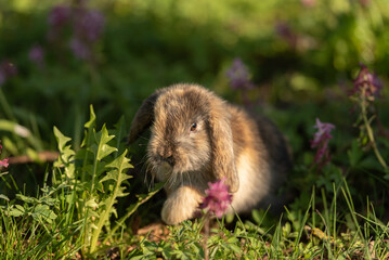 Naklejka na ściany i meble cute baby rabbit outside in garden