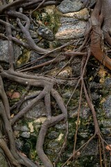 tree roots stuck in old stone wall in nature location