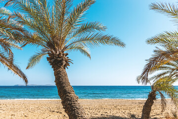 Beautiful palm tree on a beach. Nature background.