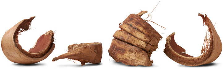 pieces of dried coconut husk or coir, commercially important natural fiber extracted from outer...