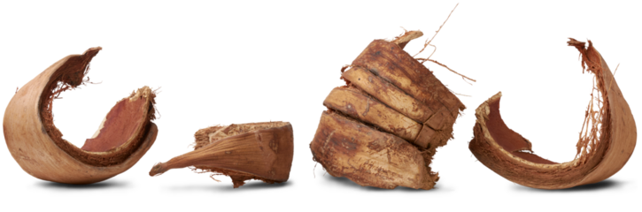 pieces of dried coconut husk or coir, commercially important natural fiber extracted from outer husk of coconut fruit, popular in gardening, sustainable alternative growing mediums isolated on white