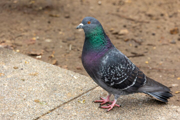 Portrait of a city pigeon