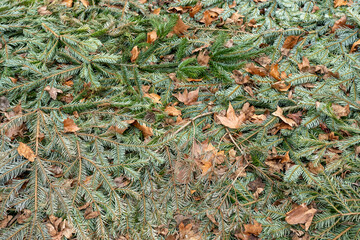 Fir tree branches background on the street.