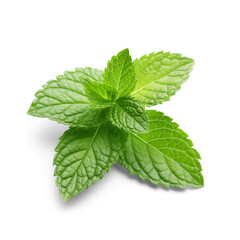mint on a transparent background with a shadow