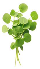 Obraz premium fresh watercress isolated on white