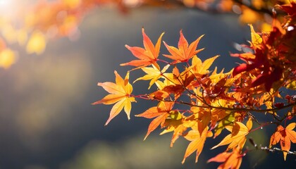 Fototapeta premium beautiful maple leaves in autumn sunny day in foreground and blurry background in kyushu japan no people close up copy space macro shot
