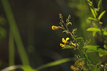 Close up of pigeon pea or tuver dal flower. Pigeon pea flower selective focus on plant. Pigeon pea belongs to a legume family and it's Latin name is cananus cajan. Tuvar dal (pulse)