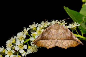 Curve-toothed Geometer - Eutrapela clemataria