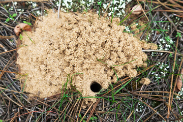 Spider's burrow on the ground, near sand and grass.