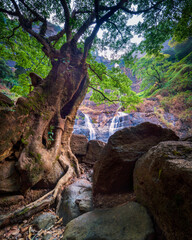 Fototapeta premium waterfall in the forest