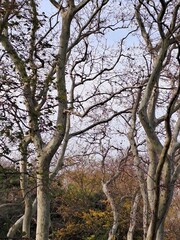 Harmony of tree branches and sky in winter.