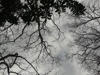 Harmony of tree branches and sky in winter.