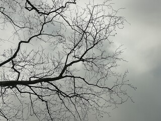 Fototapeta premium Harmony of tree branches and sky in winter.