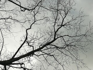 Harmony of tree branches and sky in winter.