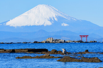 富士山と海の上の鳥居　湘南観光