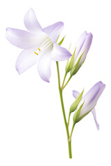 Naklejka premium bellflower flowers isolated on white background
