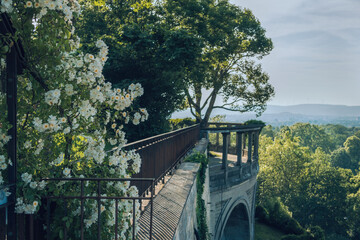 Natur, Rosen blühen im Park Weinberg Kassel