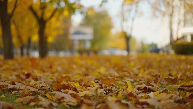 Wind sweeping dry fallen leaves on the ground, blurred forest background.