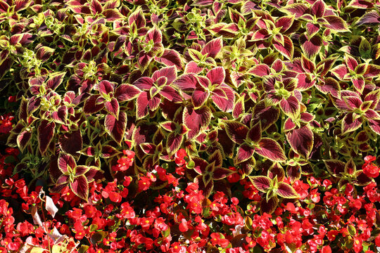 a lush flowerbed in red and yellow tones of two-color coleus and red balsam (lat. Balsaminaceae)