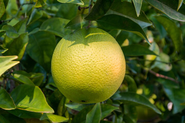 Green grapefruit with leaves on a tree in a fruit garden.