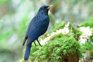 invincible dark blue bird stanind on green mossy spot in nature trail