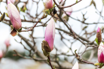 Pink magnolia flowers on tree on sky background.