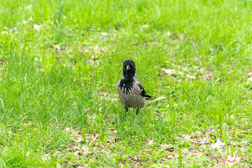 Crow on the green grass in the park.